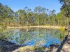 476 Paddys Flat Road, Tabulam, NSW 2469-Image