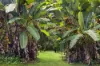 476 WALLACE ROAD, Terania Creek, NSW 2480-Image