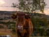 48 Ballins Road, Tallegalla, Qld 4340-Image