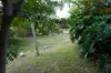 487 Paddys Flat Road, Tabulam, NSW 2469-Image