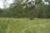 487 Paddys Flat Road, Tabulam, NSW 2469-Image