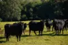 49 Maddens Lane, Wards River VIA, Gloucester NSW 2422-Image