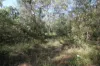 491 Hills Road, Berajondo, Qld 4674-Image
