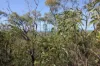 492 Capricornia Drive, Deepwater, Qld 4674-Image