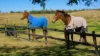 493 Goodar Road, Goondiwindi, Qld 4390-Image