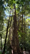 499 Old Cairns Track, Butchers Creek, Qld 4885-Image