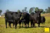 50 Bucketts Road, Gloucester NSW 2422-Image