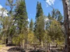 50, Kimberley Drive, Cypress Gardens, Qld 4357