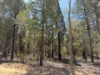 50, Kimberley Drive, Cypress Gardens, Qld 4357-Image