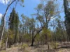 50, Kimberley Drive, Cypress Gardens, Qld 4357-Image
