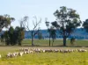 501, Mandagery NSW 2870-Image