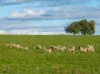 501, Mandagery NSW 2870-Image