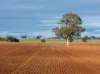 501, Mandagery NSW 2870-Image