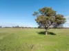 501, Mandagery NSW 2870-Image