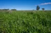 501, Mandagery NSW 2870-Image