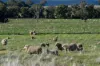 501, Mandagery NSW 2870-Image