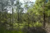 506 Old Lawrence Rd ( Via Cherry Tree ), Deep Creek, NSW 2469-Image