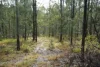 506 Old Lawrence Rd ( Via Cherry Tree ), Deep Creek, NSW 2469-Image