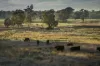 50R Old Mendooran Road, Dubbo, NSW 2830-Image