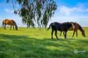 51 Stevenson Road, Suttontown, SA 5291-Image