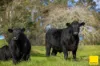 511 Whisky Creek Road, Dorrigo NSW 2453-Image