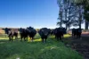 512 Neville Road, Blayney, NSW 2799-Image