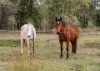 516 Esk Hampton Road, Redbank Creek, Qld 4312-Image