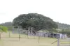 519 Ambrose Bracewell Road, Ambrose, Qld 4695-Image