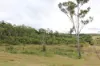 519 Ambrose Bracewell Road, Ambrose, Qld 4695-Image