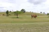 519 Ambrose Bracewell Road, Ambrose, Qld 4695-Image