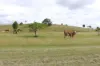 519, Ambrose QLD 4695-Image