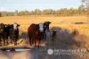 519 Munbilla Road, Munbilla, Qld 4309-Image