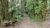 5225 Colac-Lavers Hill Road, Lavers Hill, Vic 3238-Image