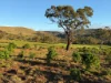 531 Werribee Vale Road, Maddingley VIC 3340-Image