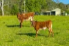 5396 Oxley Highway, Ellenborough, NSW 2446-Image