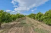 540 Stewart Road, Red Cliffs, Vic 3496-Image