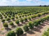 540 Stewart Road, Red Cliffs, Vic 3496-Image
