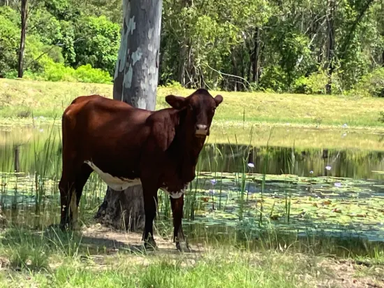 54099 Bruce Highway, Machine Creek QLD 4695-Image