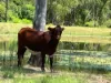 54099 Bruce Highway, Machine Creek QLD 4695-Image