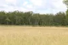54099 Bruce Highway, Machine Creek QLD 4695-Image