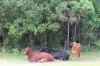 54099 Bruce Highway, Machine Creek QLD 4695-Image