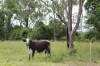 54099 Bruce Highway, Machine Creek QLD 4695-Image