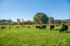 56B Martins Road, Oakbank, SA 5243-Image