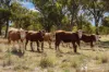 576 Lue Road, Mudgee, NSW 2850-Image