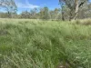 586 Bindango Road, Roma, Qld 4455-Image