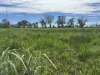 586 Bindango Road, Roma, Qld 4455-Image