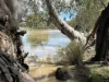 586 Bindango Road, Roma, Qld 4455-Image