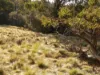 588 Beresford Road, Numeralla, NSW 2630-Image