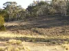 588 Beresford Road, Numeralla, NSW 2630-Image