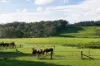 59 Razorback Road, Tallong, NSW 2579-Image